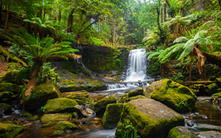 Day of forests